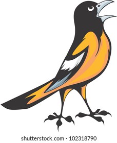 Creative Baltimore Oriole Illustration