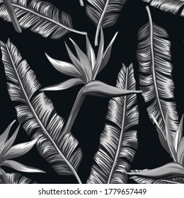 Ilustración creativa blanca sin costura pájaro del paraíso, flores estrelizia y palma, hojas de plátano en el fondo negro. Diseño de tela, papel pintado de moda.