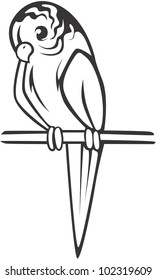 Creative Budgerigar Illustration