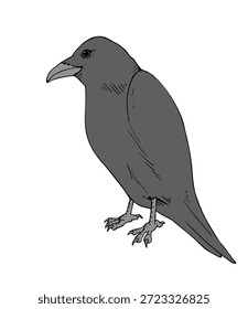 Diseño creativo de la ilustración del cuervo