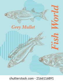 Plantilla de diseño creativo con la ilustración de Grey Mullet en variaciones,