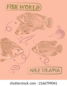 Creative design template with the illustration of Nile Tilapia in variations
