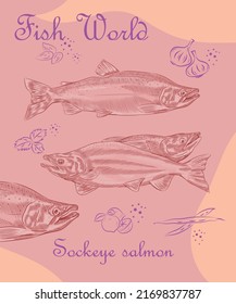 Kreative Design-Vorlage mit der Illustration von Sockeye Lachs in Variationen.