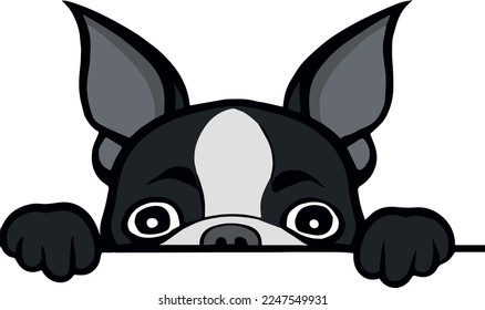 Diseño creativo para Boston Terrier Peek a Boo 
