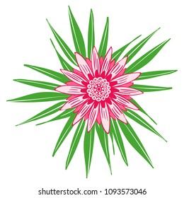 Creative Flower Composition. African Camomile Gasania or Gerbera. Bold Line Style. Beautiful Pink Flower with Green Leaves in Hipster Style for Card, Print, Pattern, Fabric, Textile or Your Design.