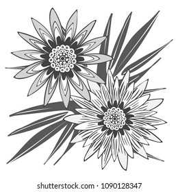 Creative Flower Stylization. African Camomile Gasania or Gerbera. Bold Line Style. Beautiful Detailed Flower with Leaves in Ethnic Style for Card, Print, Pattern, Fabric, Textile or Your Design.