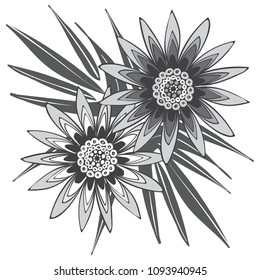 Creative Flower Stylization. African Camomile Gasania or Gerbera. Bold Line Style. Beautiful Detailed Flower with Leaves in Ethnic Style for Card, Print, Pattern, Fabric, Textile or Your Design.