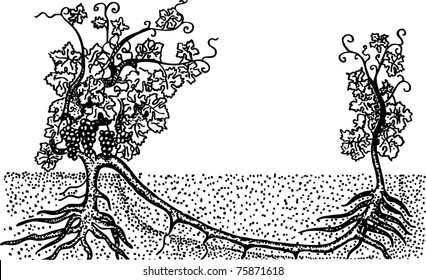 Creative grape tree