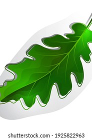 Kreative grüne Eichenblätter auf hellem Hintergrund. Vorlage für Ihr Design. Vektorgrafik