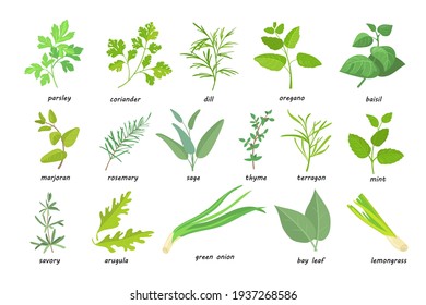 Creative green popular culinary herbs flat pictures set. Cartoon thyme, parsley, rosemary, sage, coriander, oregano, etc. isolated vector illustrations. Nutrition and spicy concept