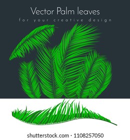 Creative Illustration with Vector Palm Leaves in Modern Style. Tropical Foliage. Floral Elements Set. Jungle Plants. Realistic Palm Leaves for Pattern, Print, Fabric, Textile or Your Creative Design.