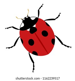 creative ladybug illustration