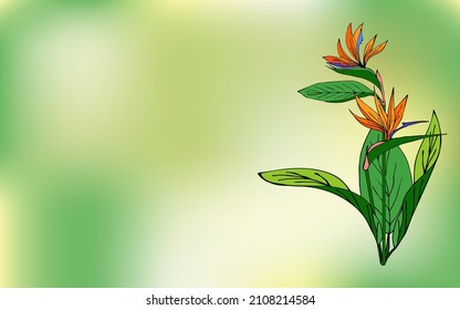 Creative layout from tropical plants. Floral postcard. Flat lay. Nature concept. Colorful summer floral background, place for text. Nature trendy decorative design.