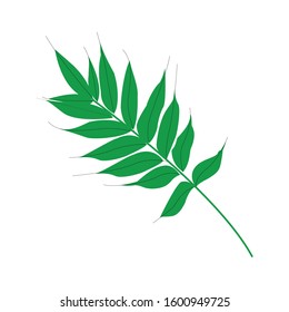 creative leaf design leaf background plant green nature white natural isolated foliage fresh growth branch organic summer garden closeup spring tree bright texture herbal color medicine