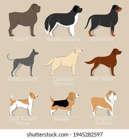 Creative set with dogs for kids. Cool different breeds illustration. Hand drawn pamphlet with dogs for learning  