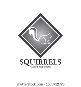 creative squirrel animal logo design icon symbol illustration-vector