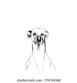 Creative vector hand drawn  illustration of dog