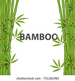 Creative vector illustration of chinese bamboo grass tree. Tropical asian plant art design. Abstract concept graphic banner, brochure, cover, booklet, print, flyer, book, blank, a4 element.