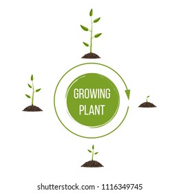 Creative vector illustration of growth up green tree with leaf isolated on background. Business cycle diagram development. Art design seedling gardening plant life. Abstract concept graphic element