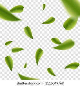 Creative vector illustration of realistic blurred fresh vividly flying green leaves isolated on transparent background. Art design green tea. Abstract concept graphic organic natural eco element