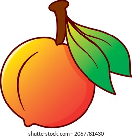 Creative vector Peach fruit isolated on white background 