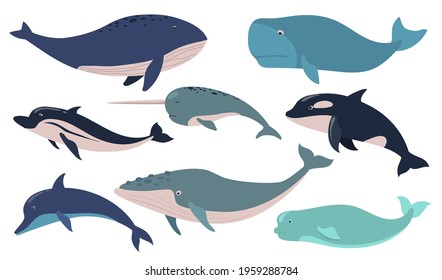 Creative whales and dolphins flat pictures set for web design. Cartoon cute narwhal, orca, beluga and bowhead whales isolated vector illustrations. Sea mammals and marine wildlife concept