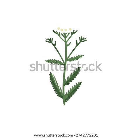 Credo Yarrow Icon with White Flowers and Strong Dark Green Stems, Botanical Vector