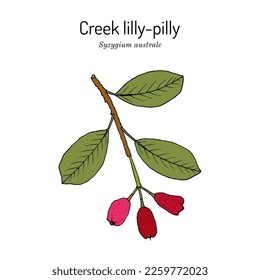 Creek lilly-pilly (Syzygium australe), edible, ornamental and medicinal plant. Hand drawn botanical vector illustration