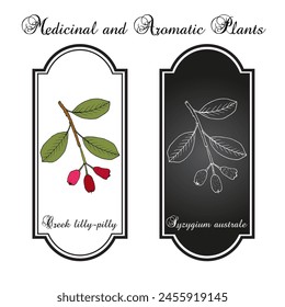 Creek lilly-pilly (Syzygium australe), edible, ornamental and medicinal plant. Hand drawn botanical vector illustration