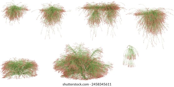 Creeper plants with transparent background,from top view,3d rendering
