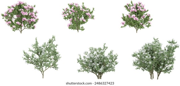 creeper Rhododendron,Serissa foetida flowers plants with transparent background, 3d rendering