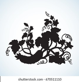 Creeping Cucurbitaceae fruitage, lush foliage, curled shoots. Dark ink hand drawn picture emblem in retro art etching style. Closeup view with space for text on ground