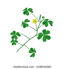 Creeping lady's sorrel, Indian sorrel plant on white background. Scientific name Oxalis corniculata Linn. vector illustration.