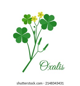 Creeping lady's sorrel, Indian sorrel plant on white background. Scientific name Oxalis corniculata Linn. vector illustration.