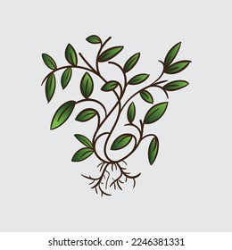 Creeping leaves are beautiful plants, with a delicate nature, which can be easily grown in your gardens. They are also known as 'evergreens'.