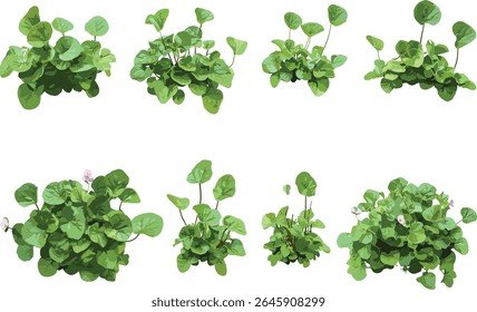 Creeping mazus Mazus reptans feixes frontais isolados recorte, ilustração vetorial, cobertura de solo exuberante, tapete perene, clipart botânico, folhagem de sotaque do jardim, planta de jardim de casa de campo.