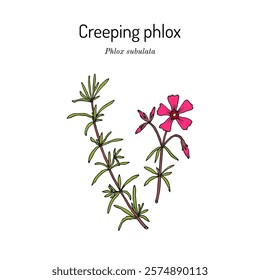 Creeping phlox, or moss pink (Phlox subulata ), ornamental plant. Hand drawn botanical vector illustration