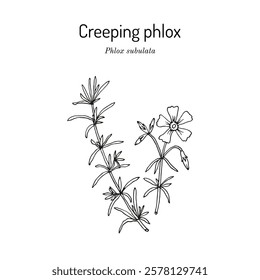 Creeping phlox, or moss pink (Phlox subulata ), ornamental plant. Hand drawn botanical vector illustration