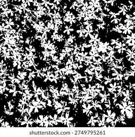creeping phlox - mountain phlox - moss phlox (Phlox subulata) texture