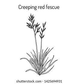 Creeping red fescue (festuca rubra), medicinal plant. Hand drawn botanical vector illustration