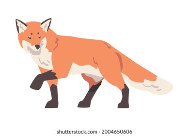 Creeping Red Fox, Wild Predator Forest Mammal Animal Cartoon Vector Illustration
