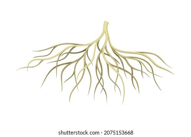 Creeping root of plant, underground stem. Botany or dendrology design element vector illustration