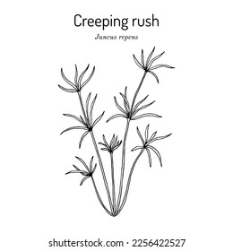 Creeping rush (Juncus repens), aquarium plant. Hand drawn botanical vector illustration