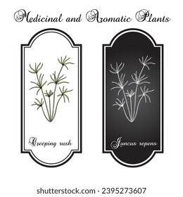 Creeping rush (Juncus repens), aquarium plant. Hand drawn botanical vector illustration