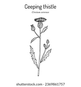 Creeping thistle (Cirsium arvense), honey and medicinal plant. Hand drawn botanical vector illustration