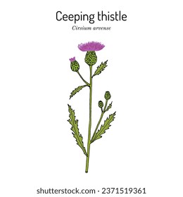 Creeping thistle (Cirsium arvense), honey and medicinal plant. Hand drawn botanical vector illustration