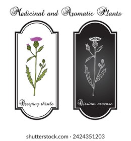 Creeping thistle (Cirsium arvense), honey and medicinal plant. Hand drawn botanical vector illustration