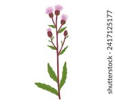 creeping thistle, field flower, vector drawing wild plants at white background, Cirsium arvense, floral element, hand drawn botanical illustration