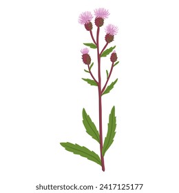 creeping thistle, field flower, vector drawing wild plants at white background, Cirsium arvense, floral element, hand drawn botanical illustration