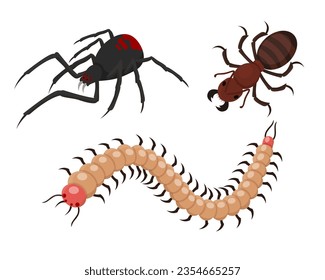 Creepy crawler insects vector illustrations set. Poisonous black widow spider, beetle or ant, centipede on white background for Halloween party decoration. Halloween, autumn, insect concept